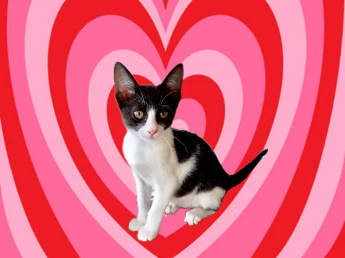 Gato ra a SRD-ViraLata idade 2 a 6 meses nome Amélie bb2meses