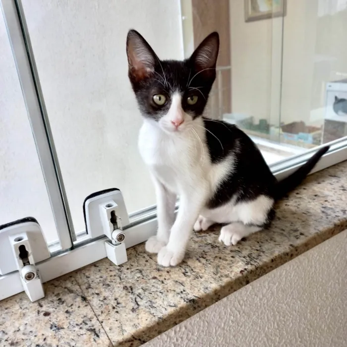 Gato ra a SRD-ViraLata idade 2 a 6 meses nome Amélie bb2meses