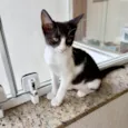 Amélie bb2meses