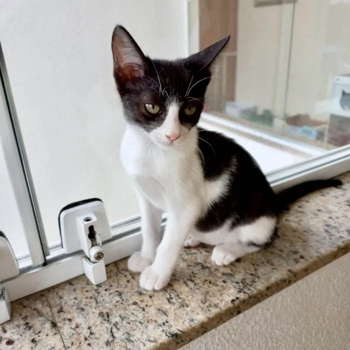 Gato ra a SRD-ViraLata idade 2 a 6 meses nome Amélie bb2meses