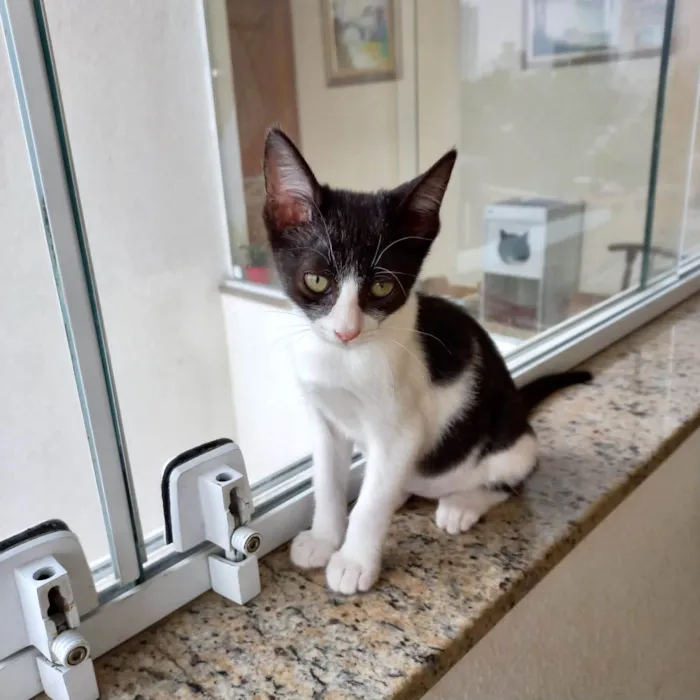 Gato ra a SRD-ViraLata idade 2 a 6 meses nome Amélie bb2meses