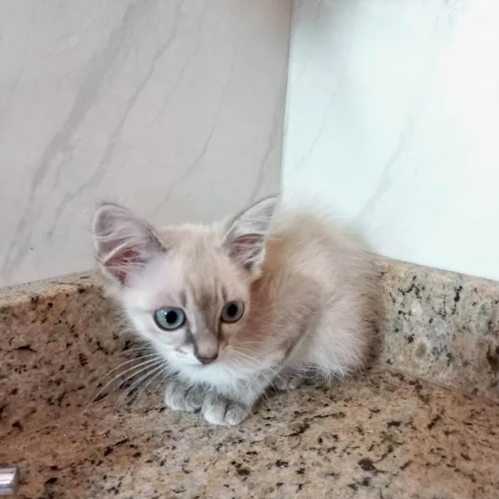Gato ra a SRD-ViraLata idade 2 a 6 meses nome Ronron bb2meses 