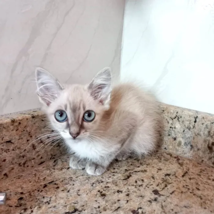 Gato ra a SRD-ViraLata idade 2 a 6 meses nome Ronron bb2meses 