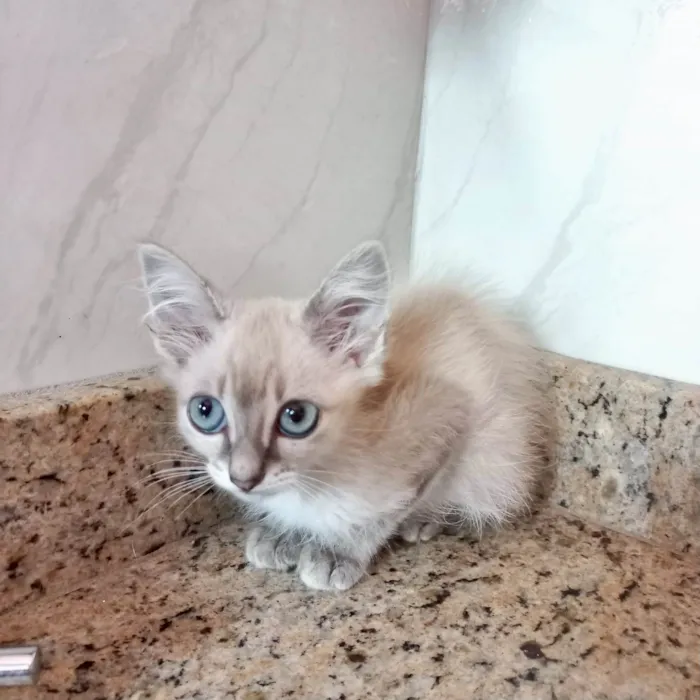 Gato ra a SRD-ViraLata idade 2 a 6 meses nome Ronron bb2meses 