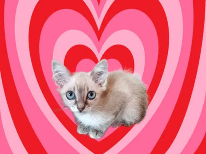 Gato ra a SRD-ViraLata idade 2 a 6 meses nome Ronron bb2meses 