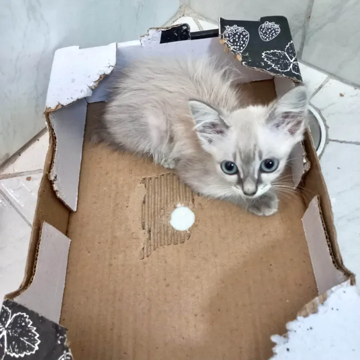 Gato ra a SRD-ViraLata idade 2 a 6 meses nome Ronron bb2meses 