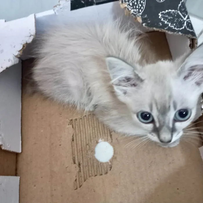 Gato ra a SRD-ViraLata idade 2 a 6 meses nome Ronron bb2meses 