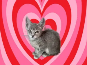 Gato raça SRD-ViraLata idade 2 a 6 meses nome Blue bb2meses 