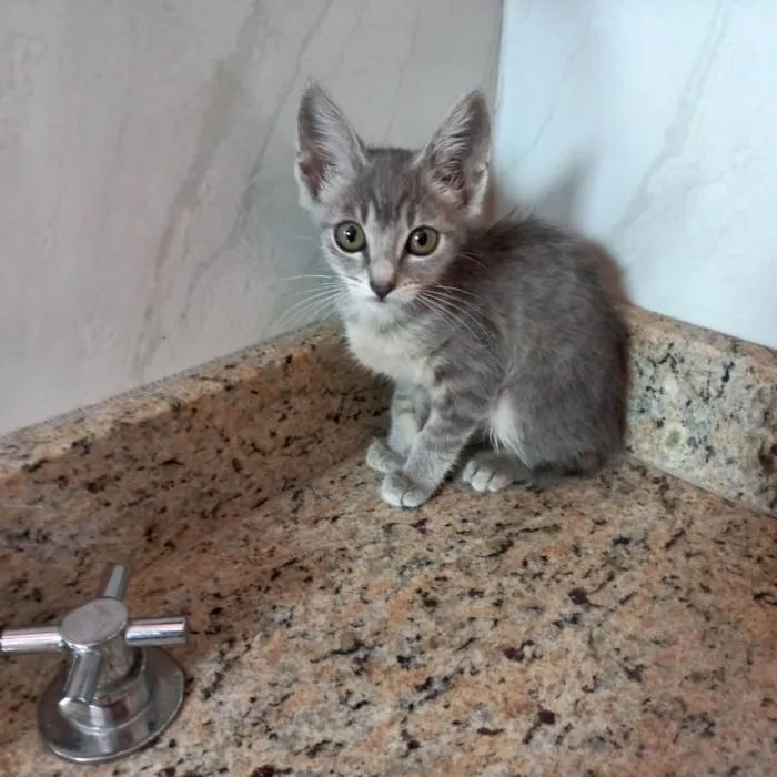 Gato ra a SRD-ViraLata idade 2 a 6 meses nome Blue bb2meses 