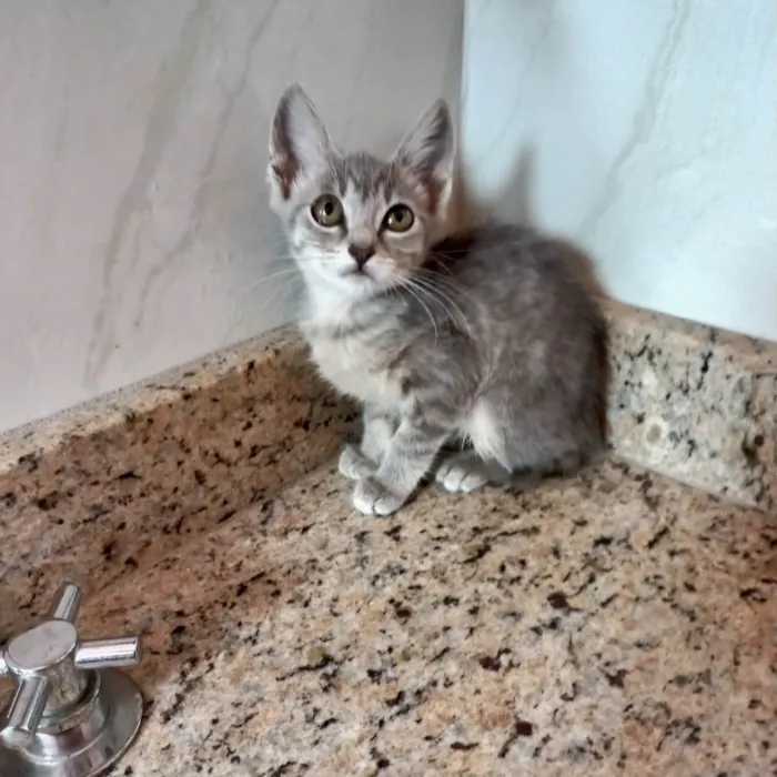 Gato ra a SRD-ViraLata idade 2 a 6 meses nome Blue bb2meses 