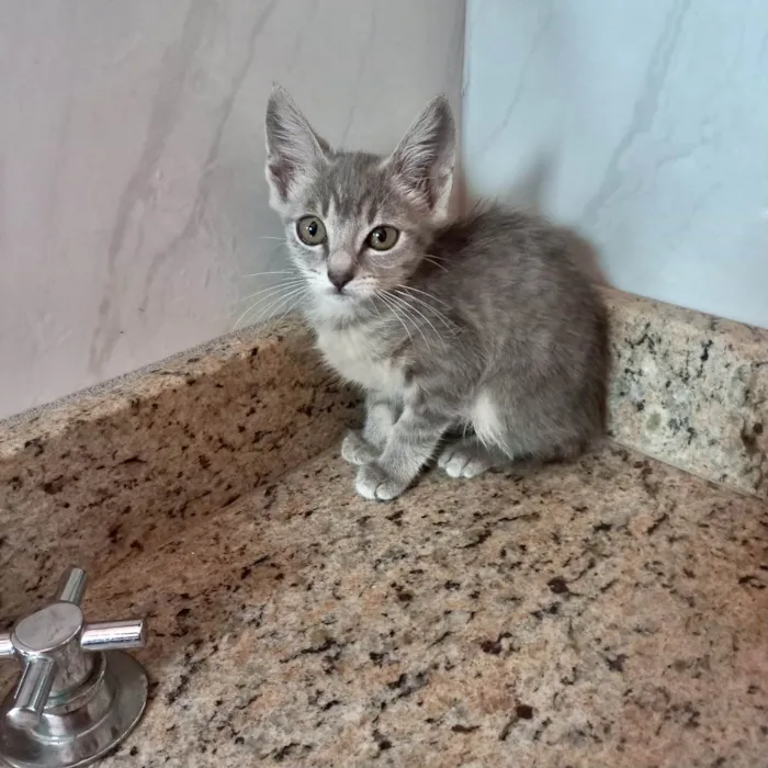 Gato ra a SRD-ViraLata idade 2 a 6 meses nome Blue bb2meses 