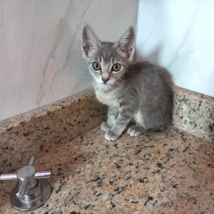 Gato ra a SRD-ViraLata idade 2 a 6 meses nome Blue bb2meses 