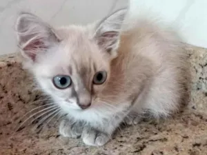 Gato raça SRD-ViraLata idade 2 a 6 meses nome Ronron bb2meses 