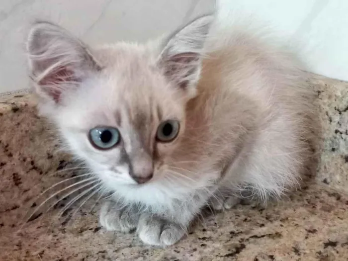 Gato ra a SRD-ViraLata idade 2 a 6 meses nome Ronron bb2meses 