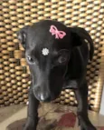 Rubi 