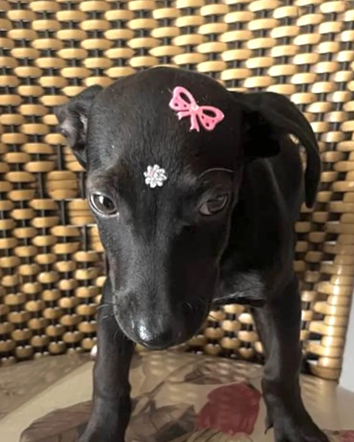 Cachorro ra a Mestica  idade 2 a 6 meses nome Rubi 
