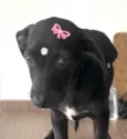 Rubi 