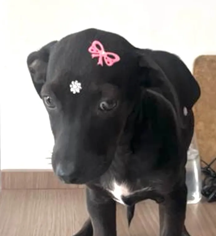 Cachorro ra a Mestica  idade 2 a 6 meses nome Rubi 