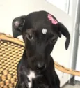 Rubi 
