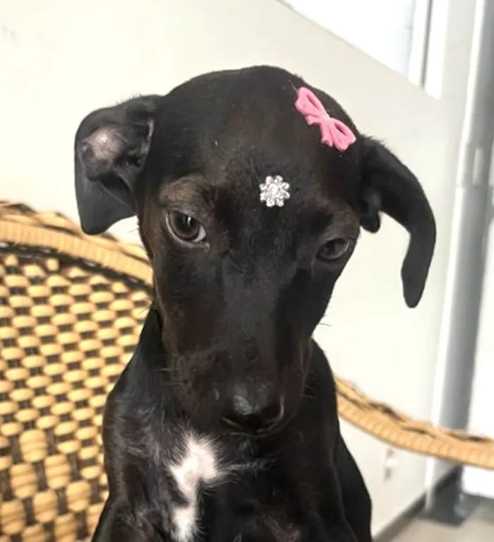 Cachorro ra a Mestica  idade 2 a 6 meses nome Rubi 