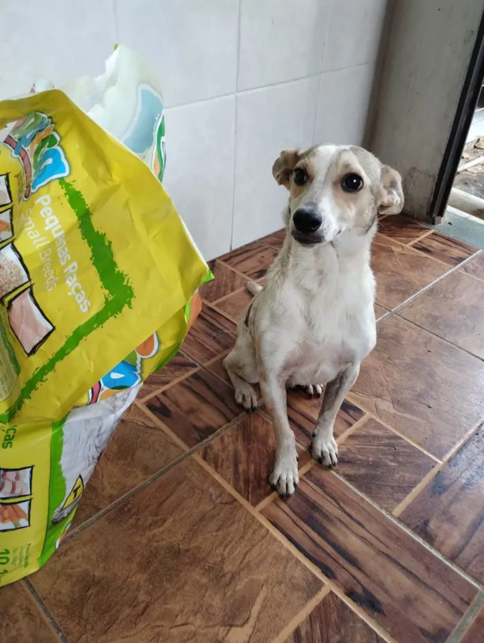 Cachorro ra a Mistrura idade 1 ano nome Pitichu