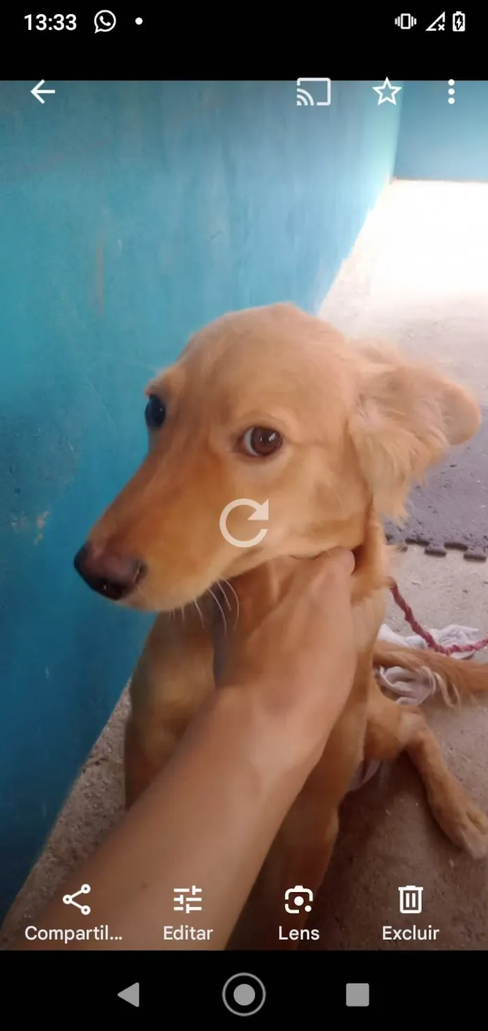 Cachorro ra a Vira lata  idade 2 a 6 meses nome Mayk