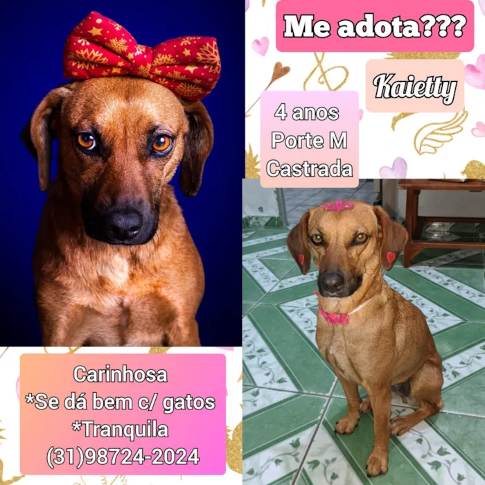 Cachorro ra a SRD-ViraLata idade 4 anos nome Kaietty