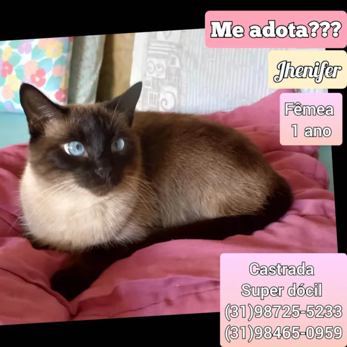 Gato ra a SRD-ViraLata idade 1 ano nome Jhenifer