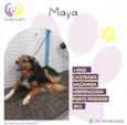 Maya