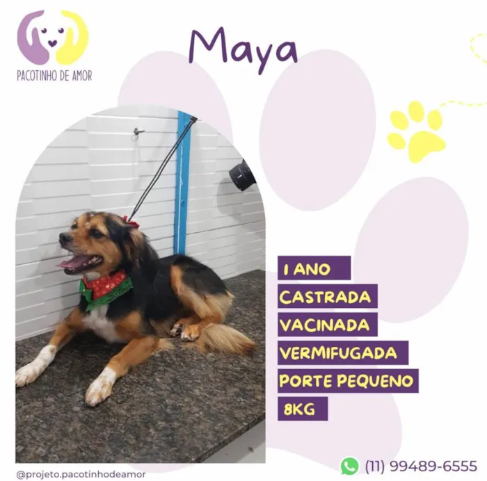 Cachorro ra a SRD-ViraLata idade 1 ano nome Maya