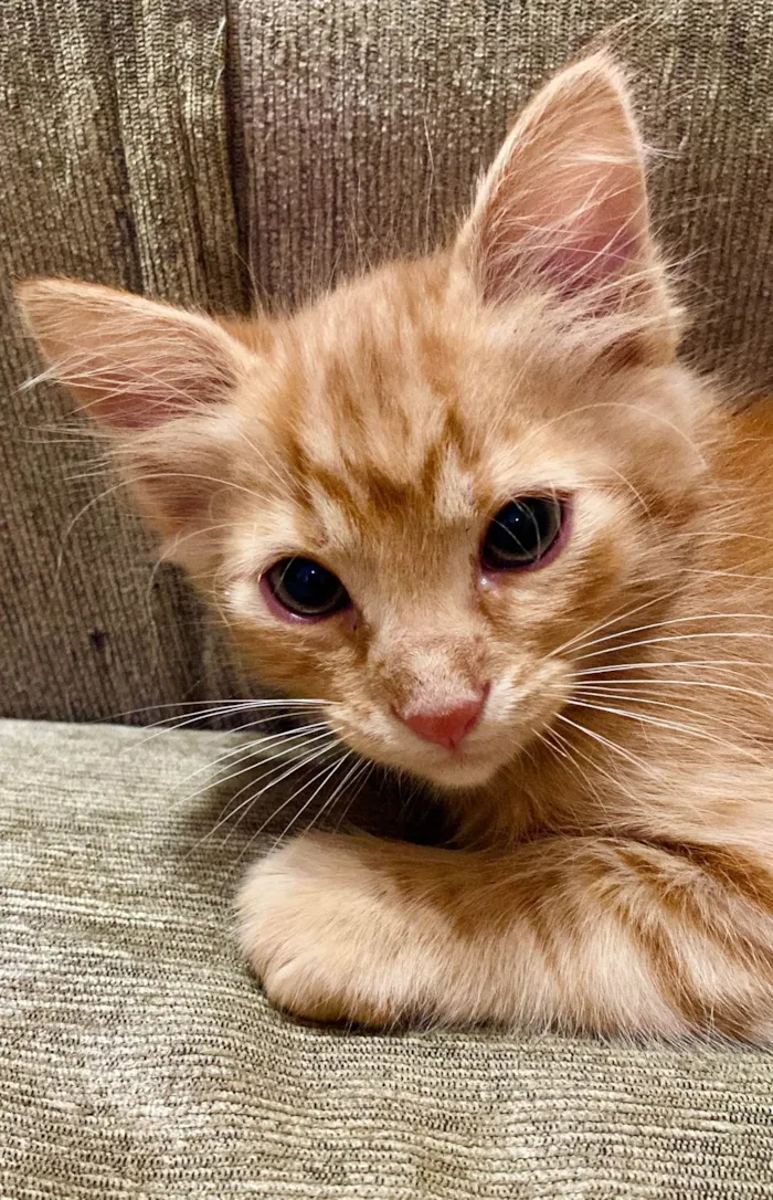 Gato ra a SRD-ViraLata idade Abaixo de 2 meses nome Peter