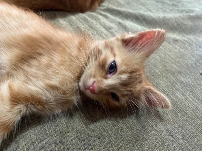Gato ra a SRD-ViraLata idade Abaixo de 2 meses nome Peter