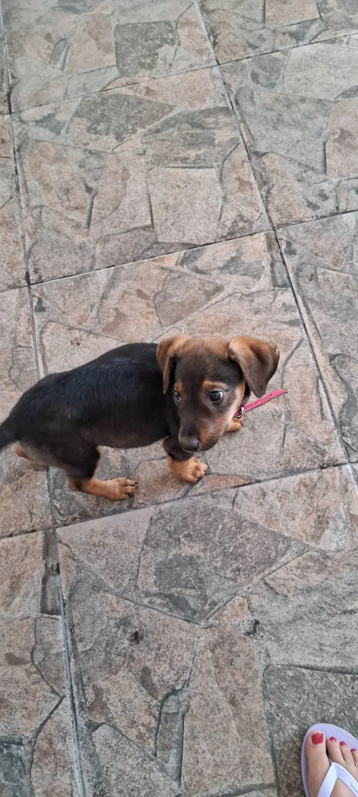 Cachorro ra a SRD-ViraLata idade Abaixo de 2 meses nome Laila