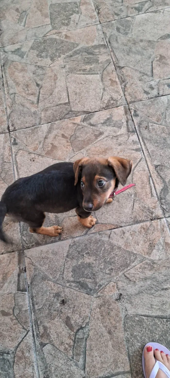 Cachorro ra a SRD-ViraLata idade Abaixo de 2 meses nome Laila