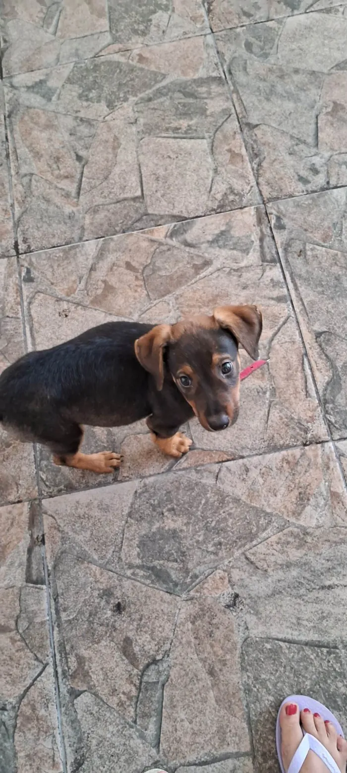 Cachorro ra a SRD-ViraLata idade Abaixo de 2 meses nome Laila