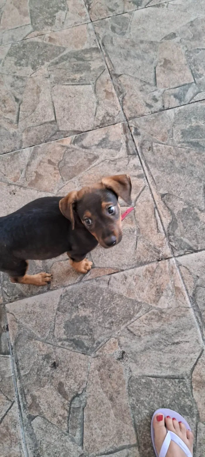 Cachorro ra a SRD-ViraLata idade Abaixo de 2 meses nome Laila