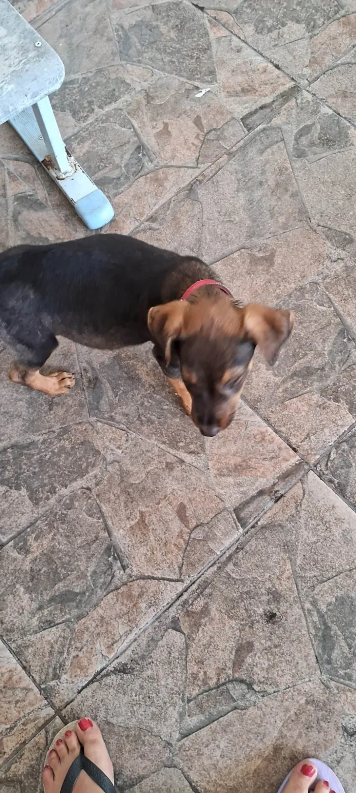 Cachorro ra a SRD-ViraLata idade Abaixo de 2 meses nome Laila