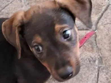 Cachorro ra a SRD-ViraLata idade Abaixo de 2 meses nome Laila