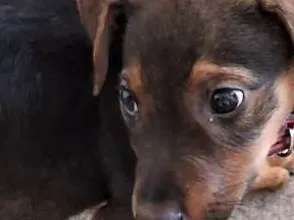 Cachorro ra a SRD-ViraLata idade Abaixo de 2 meses nome Laila