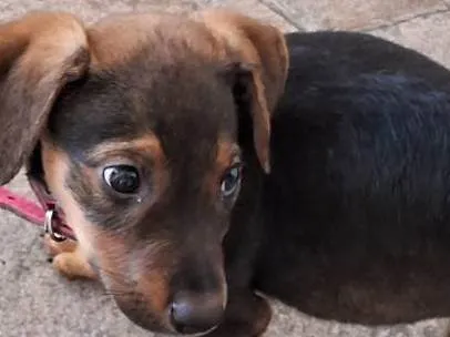 Cachorro ra a SRD-ViraLata idade Abaixo de 2 meses nome Laila