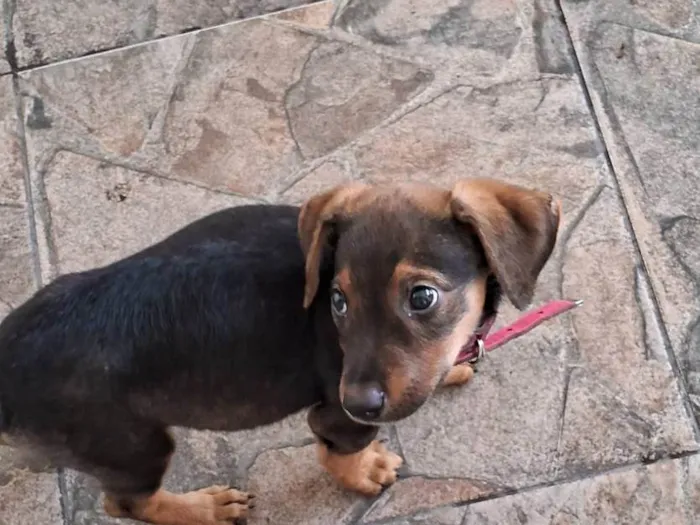 Cachorro ra a SRD-ViraLata idade Abaixo de 2 meses nome Laila