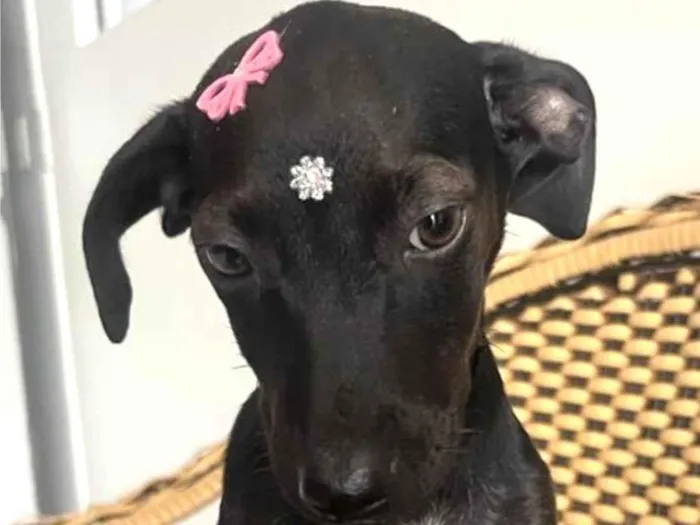 Cachorro ra a Mestica  idade 2 a 6 meses nome Rubi 