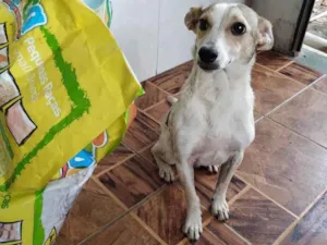 Cachorro raça Mistrura idade 1 ano nome Pitichu