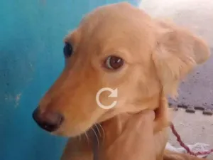 Cachorro raça Vira lata  idade 2 a 6 meses nome Mayk