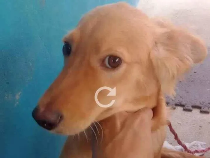 Cachorro ra a Vira lata  idade 2 a 6 meses nome Mayk