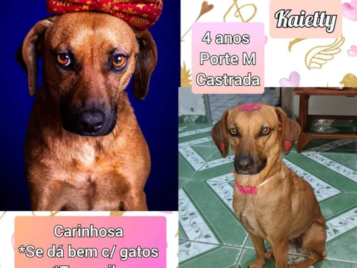 Cachorro ra a SRD-ViraLata idade 4 anos nome Kaietty