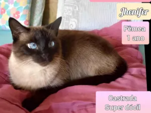 Gato raça SRD-ViraLata idade 1 ano nome Jhenifer