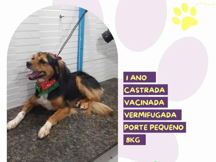 Cachorro ra a SRD-ViraLata idade 1 ano nome Maya