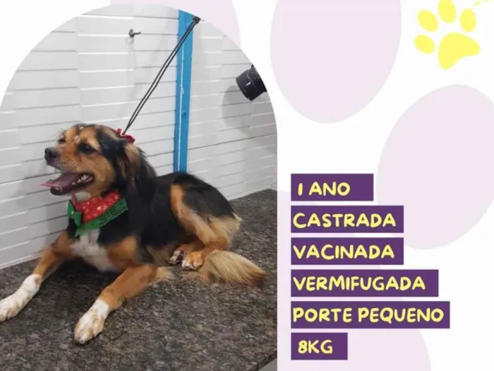 Cachorro ra a SRD-ViraLata idade 1 ano nome Maya
