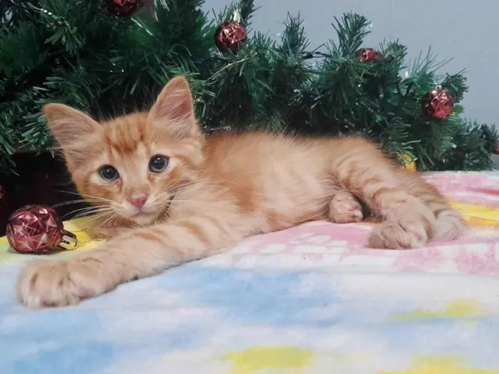 Gato ra a SRD-ViraLata idade Abaixo de 2 meses nome Peter